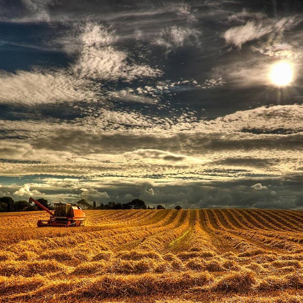 Beautiful-Ripe-Wheat-Field-images-HD-Photos